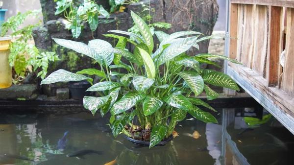 Aquascaping Your Yard: How to Build a…