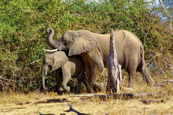 Thailand seizes ivory shipment from&hellip;