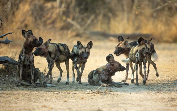 Longest African mammal movement recorded&hellip;