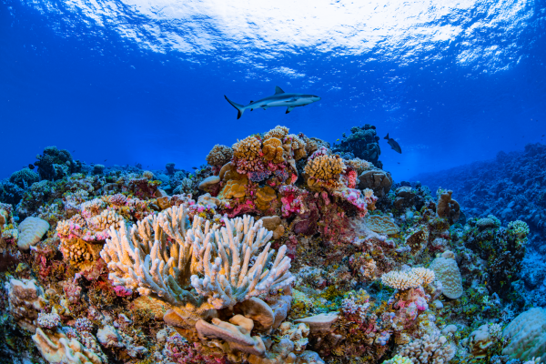 Coral bleaching: How warming seas are&hellip;