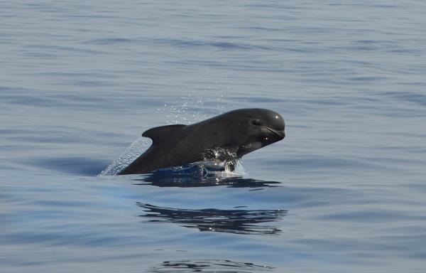 Mass pilot whale stranding in Indonesia&hellip;