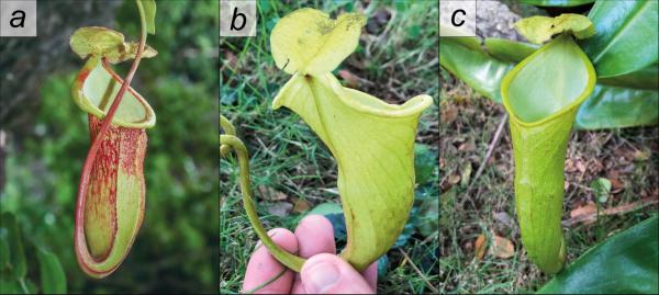 New pitcher plant found in the&hellip;
