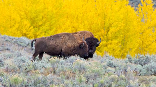 Bringing the world’s rewilders together: Interview with&hellip;