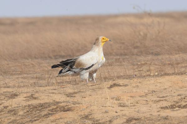 Vulture conservation project to target&hellip;
