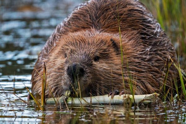 Beavers brought a volcanic wasteland&hellip;