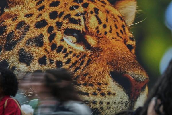 Mongabay Fellows share their ‘Letters…