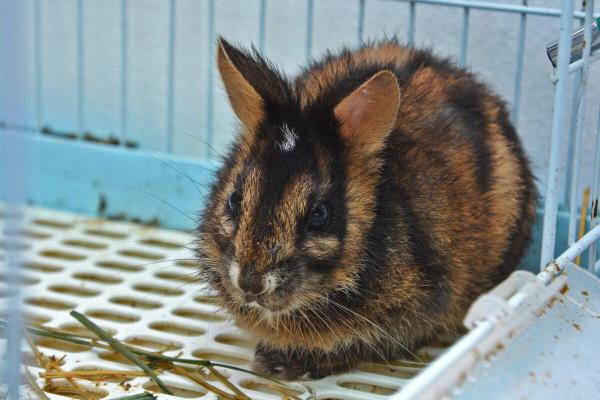 Already disappearing, Southeast Asia’s…