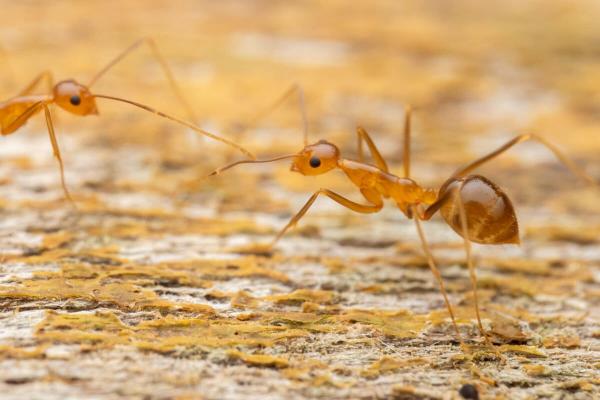 How much suffering do invasive species&hellip;