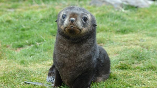 Antarctic fur seals now endangered as&hellip;