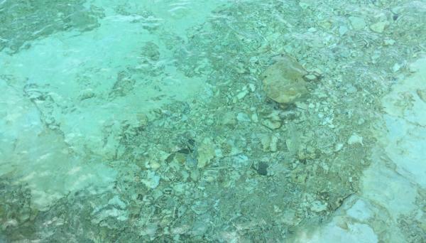 What’s Contaminating Our Once-Pristine…