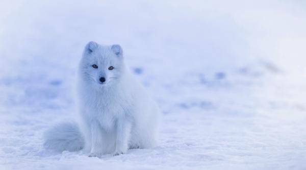 Sierra Club Statement on Arctic Refuge…