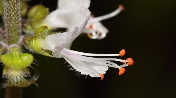 Amazon entrepreneur spreads seeds of…