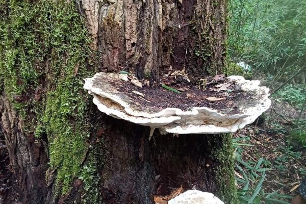 Massive fungus from India is newly…
