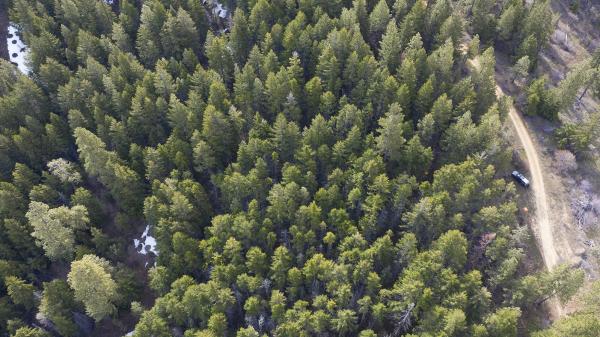 Why thinning a forest could get you more drinking water