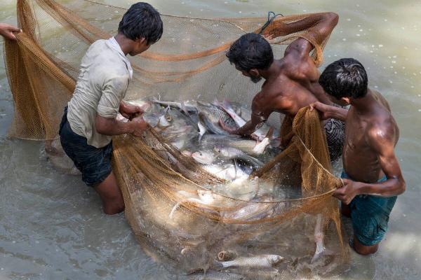 Aquatic animal and terrestrial meat&hellip;