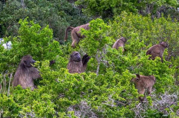 Cape Town’s new plan for baboons:&hellip;