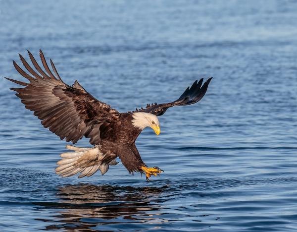 Texas man convicted of buying eagle parts from a wildlife…