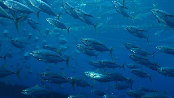 Tuna are rebounding. The work is far…
