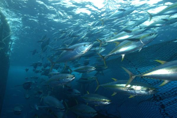 How will fisheries change in a hotter…