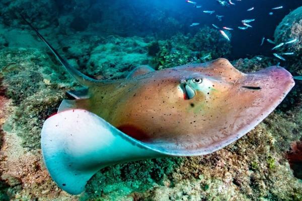 COP30: What did it deliver for the…