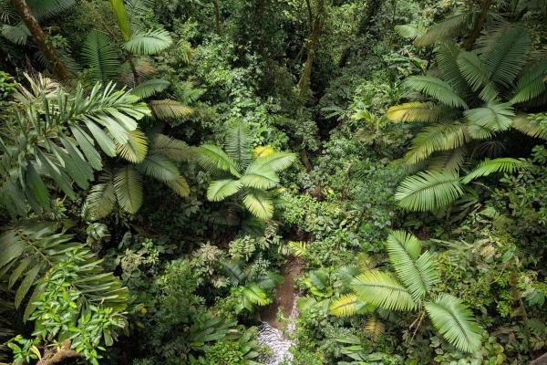 Can listening to a forest reveal whether&hellip;