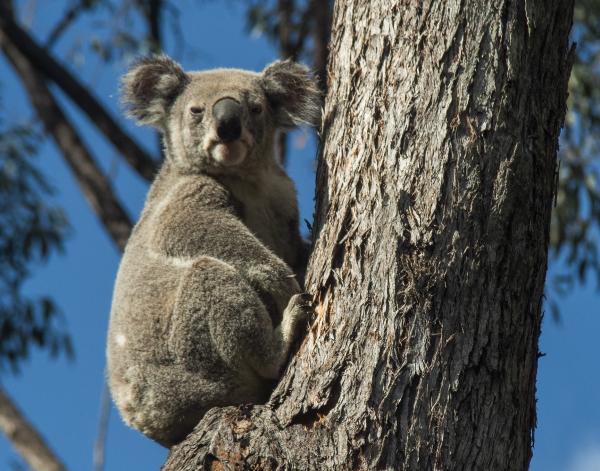 Koala on the road? AI signs could alert…