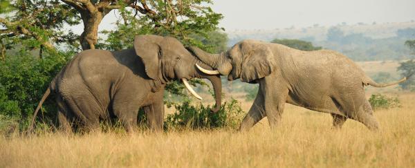 Mongabay launches Newswire Desk to&hellip;