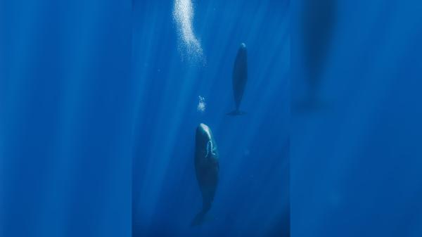 Sperm whales blow bubbles to stay afloat while resting,…