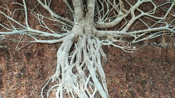 photo of Plants’ secret second roots rewrite the climate playbook image