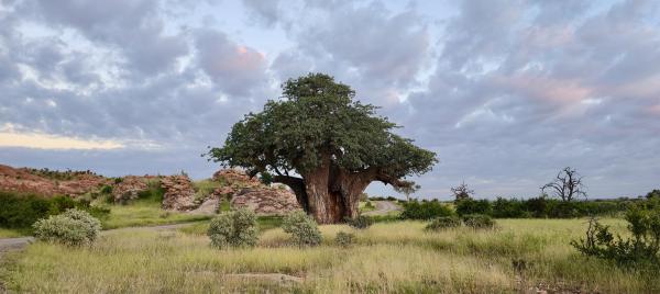 Like ‘climbing Kilimanjaro’ without…