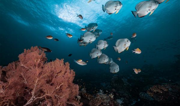 Ocean Equity Index aims to measure&hellip;