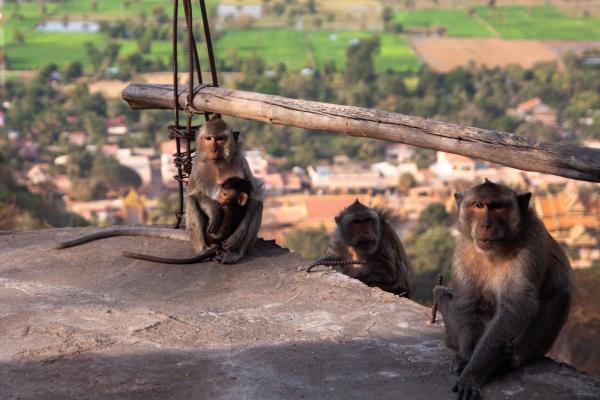 Cambodia was told to clean up its monkey&hellip;