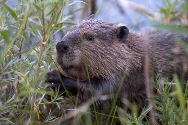 Beavers flourish in tidal habitats in…