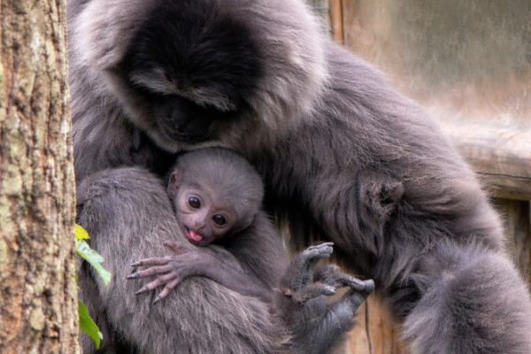 Endangered Javan gibbon baby born in UK&hellip;
