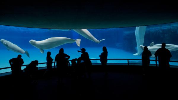 Shuttered Canadian Marine Park Warns It…