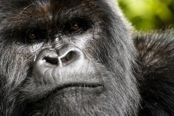 A new documentary film captures rare&hellip;