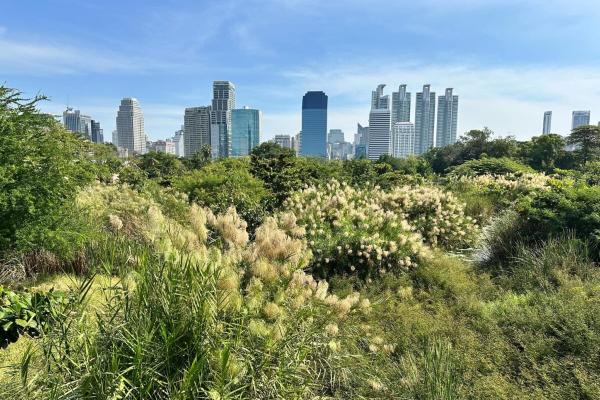 As tree planting gathers pace in…