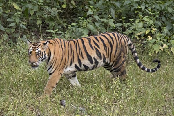 photo of Cambodia wants its tigers back. So it plans to import Bengal tigers from India image