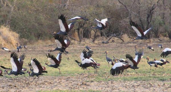 Up to half the bird species using the&hellip;