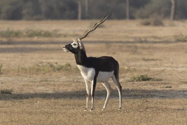 Nepal’s plan to release blackbucks&hellip;