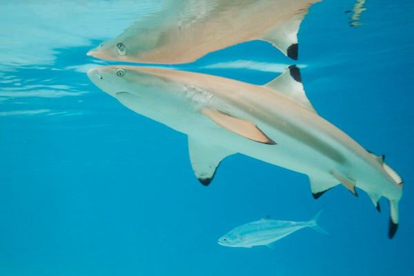 Sharks risk losing their bite as oceans…
