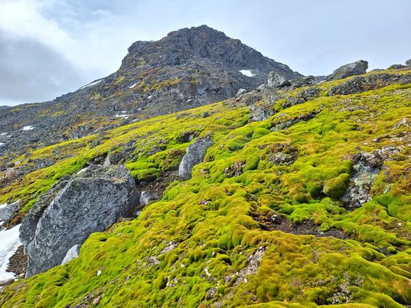 Antarctica’s first plant risk assessment raises concerns&hellip;