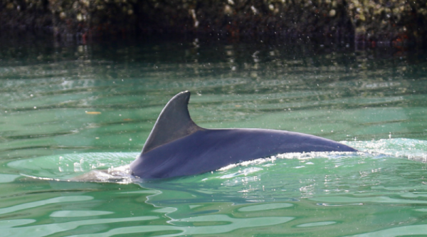 Blue Origin Wants To Pollute A Pristine Florida Waterway —&hellip;