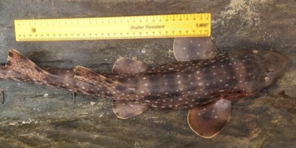 New records of ‘lost’ bamboo shark confirmed in Madagascar