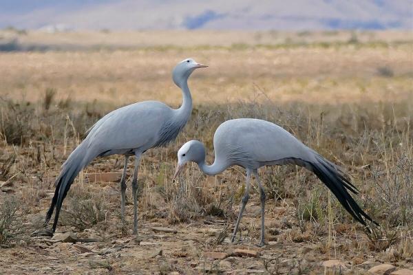 Blue cranes now listed as vulnerable in…