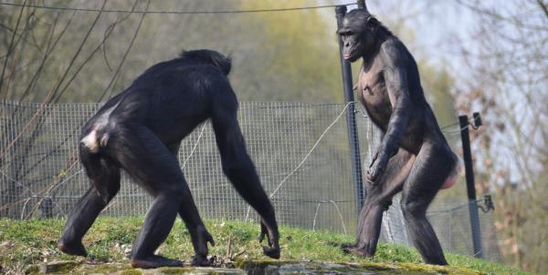 In zoos, ‘peaceful’ bonobos are just&hellip;