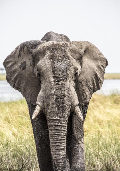 How elephants experience time, and what&hellip;
