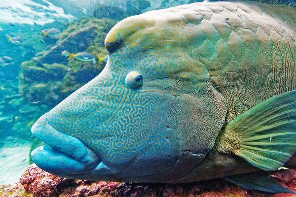 Vanishing giants: The Indian Ocean’s…
