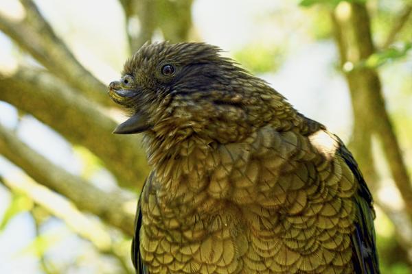 No beak = weak? Not for this New Zealand&hellip;
