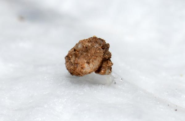 Translucent microsnail discovered in Cambodia: Photo of the&hellip;